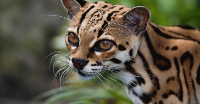 Bellos Felinos de Costa Rica â™¥