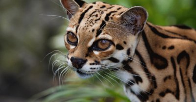 Bellos Felinos de Costa Rica â™¥