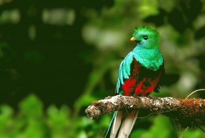 פאזל של Hermosas Aves Coloridas como el Quetzal â™¥