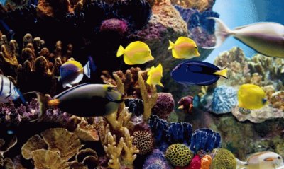 פאזל של Acuario de peces tropicales