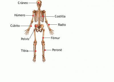 esqueleto