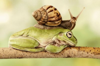 Un Caracol Posa Sobre una Rana