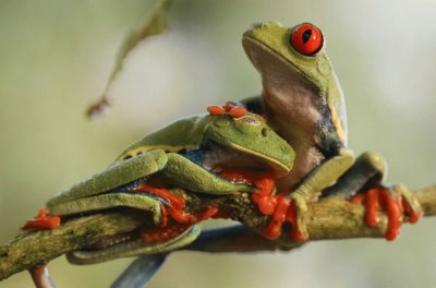 Un Par De Ranas Descansan Sobre Una Rama