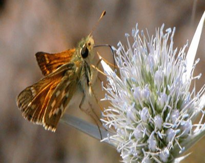 Hesperia Comma