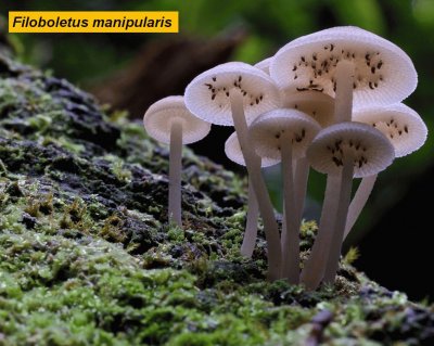 Filoboletus manipularis jigsaw puzzle