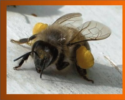 Abeja con su carga de polen jigsaw puzzle