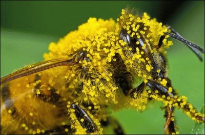 Abeja cubierta de polen jigsaw puzzle