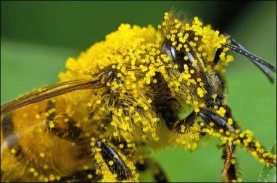 Abeja cubierta de polen