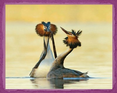 פאזל של Great crested grebe courtship