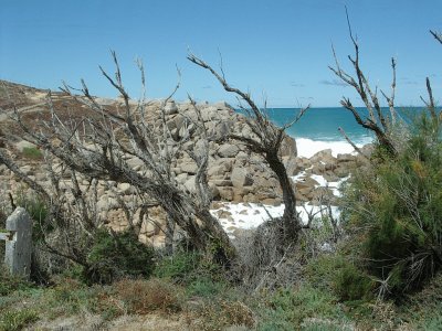 פאזל של Dry Tree 1, S.A .