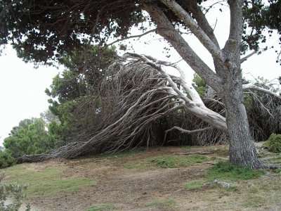 פאזל של Tree 2 , S.A.