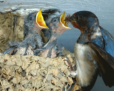 Golondrina alimentando a sus polluelos
