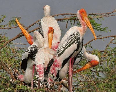 Painted storck -  India jigsaw puzzle