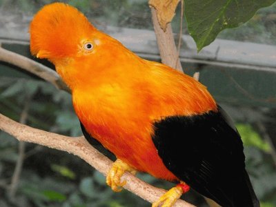 Gallito de las rocas (Rupicola Peruviana)