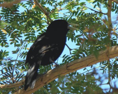 פאזל של Boyero Negro - Cacicus solitarius