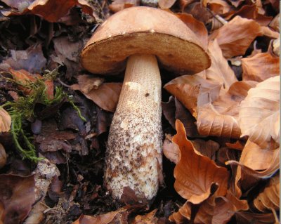 Leccinum Scabrum