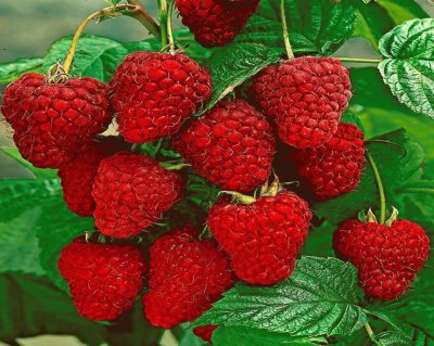 Frutillas - Fragaria  ananassa jigsaw puzzle