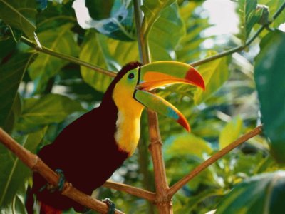 TUCAN jigsaw puzzle