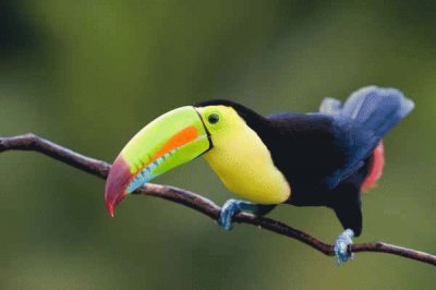 TUCAN 1 jigsaw puzzle