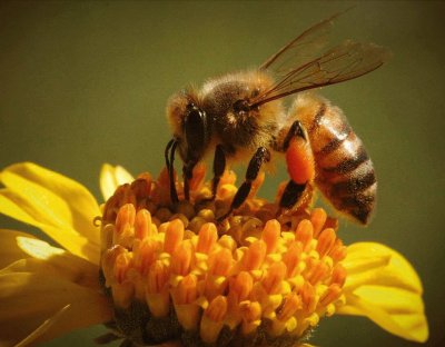 Abeja en flor