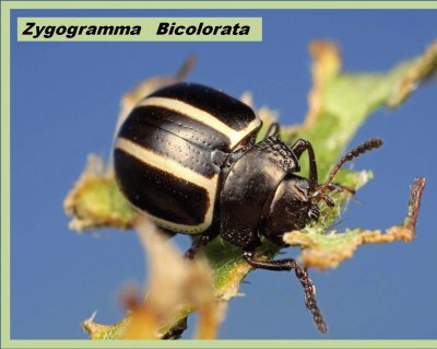 Zygogramma   Bicolorata - AmÃ¨rica jigsaw puzzle