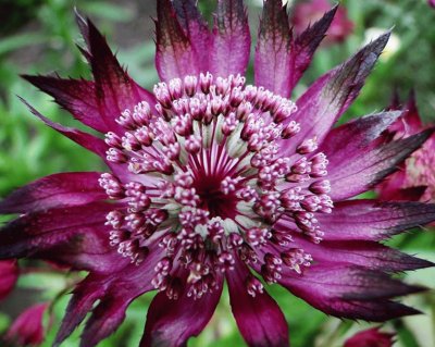 Astrantia sp jigsaw puzzle