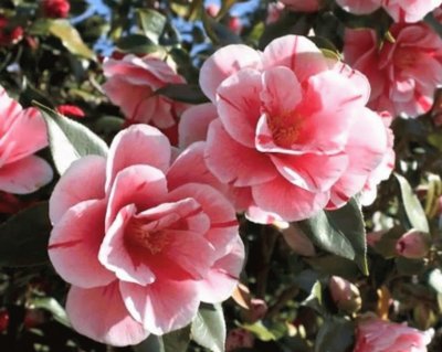 פאזל של Camelias