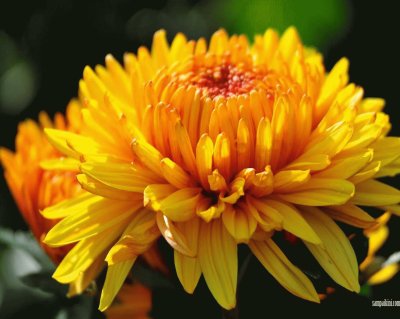 פאזל של Crisantemo amarillo