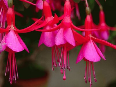 Fuchsia magellanica jigsaw puzzle