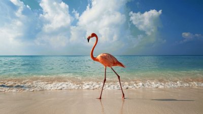 FLAMINGO jigsaw puzzle