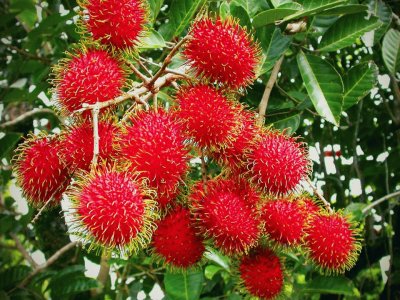 פאזל של RambutÃ¡n (Nephelium lappaceum)