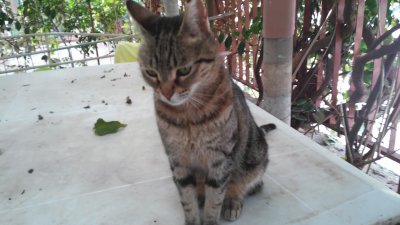 Cat
