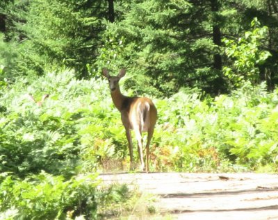 פאזל של Deer in woods during bike-ride