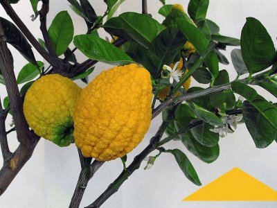 Cidra (Citrus medica) jigsaw puzzle