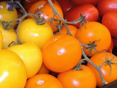 Colorful Red and Yellow Tomatoes