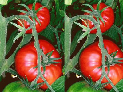 פאזל של Tomate (Solanum lycopersicum)