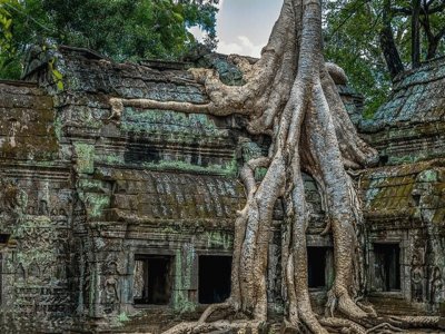 Ta Prohm, Camboya jigsaw puzzle