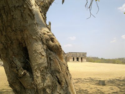 ancestral jigsaw puzzle