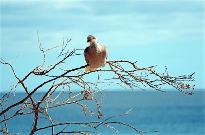 Fuerte Ventura jigsaw puzzle