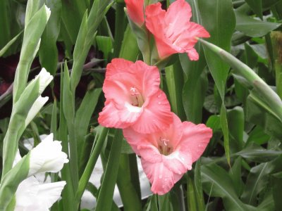 פאזל של  "Pretty-in-pink " Gladiolas