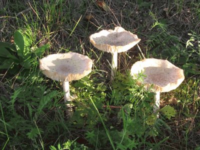 פאזל של  "Man On Horseback " mushrooms