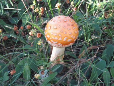 פאזל של  "Puffball " mushroom