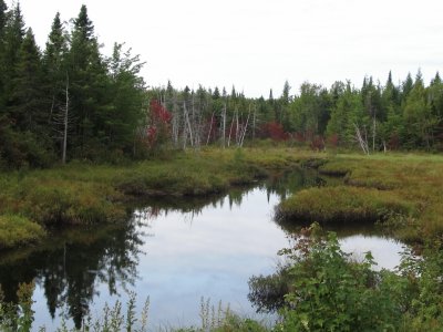 פאזל של Fall colours starting in the swamp