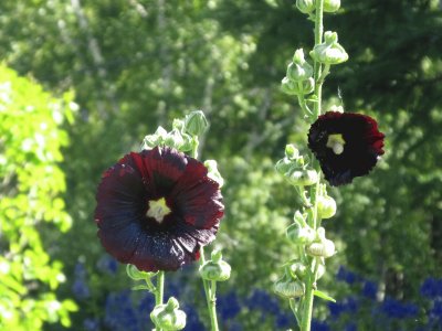 Deep plum Holly-hocks