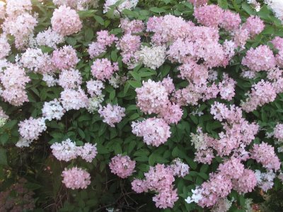 Snowball bush turns pink in the fall