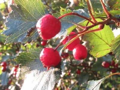 Field berries