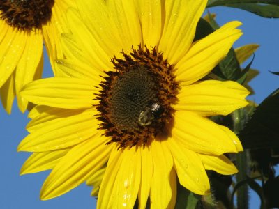 Bee on sunflower
