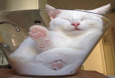 Gato Durmiendo Dentro de un Vaso de Vidrio