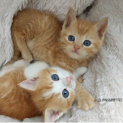 פאזל של bellos gatitos