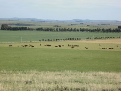 En el campo bonaerense. Argentina